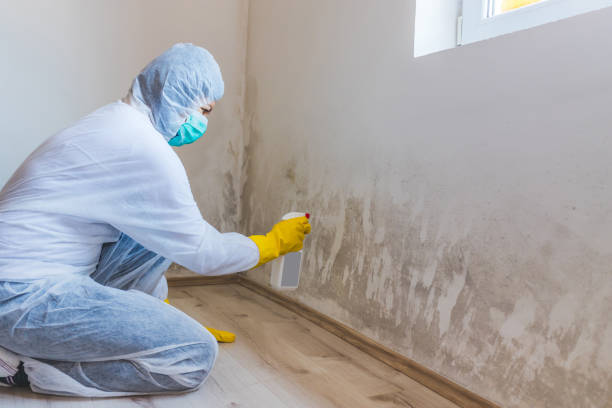 Licensed Black Mold Removal service in Saint Thomas, PA - WQB Mold Removal