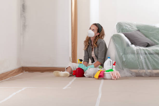 Reliable Black Mold Removal contractor in Saint Thomas, PA by WQB Mold Removal