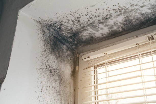Affordable Black Mold Removal solutions in Saint Thomas, PA